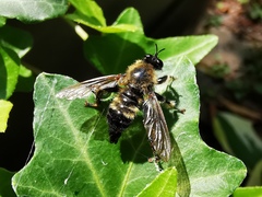 Laphria sacrator