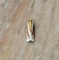 Sparganothis tristriata