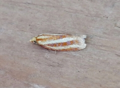 Sparganothis tristriata