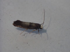 Swammerdamia pyrella