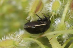 Corimelaena lateralis