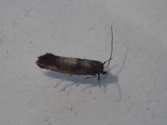 Swammerdamia pyrella