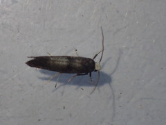 Swammerdamia pyrella