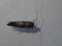 Swammerdamia pyrella