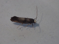 Swammerdamia pyrella