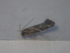Swammerdamia pyrella