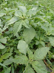 Amaranthus retroflexus