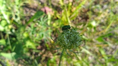 Cryptocephalus sericeus