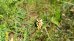 Cryptocephalus sericeus