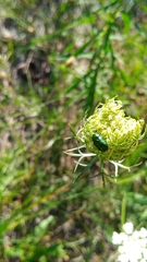 Cryptocephalus sericeus