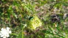 Cryptocephalus sericeus