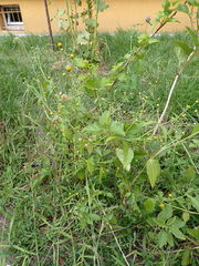 Galinsoga parviflora