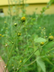 Galinsoga parviflora