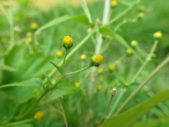 Galinsoga parviflora