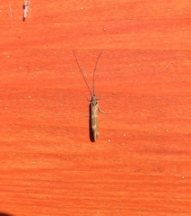 Athripsodes cinereus