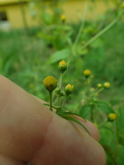 Galinsoga parviflora