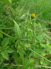 Galinsoga parviflora