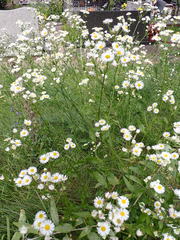 Erigeron annuus