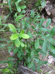 Vaccinium tenellum