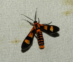 Phoenicoprocta hampsonii