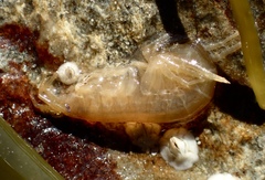 Gammarus oceanicus