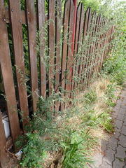 Artemisia vulgaris