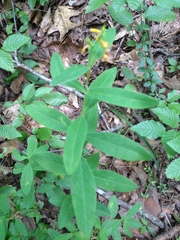 Hypericum nudiflorum