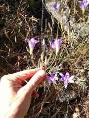 Brodiaea elegans elegans
