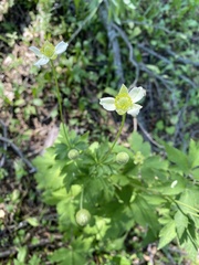 Anemone virginiana