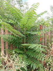 Ailanthus altissima