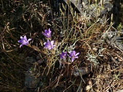 Brodiaea elegans elegans