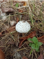 Chlorophyllum hortense