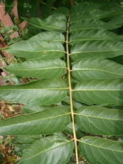 Ailanthus altissima