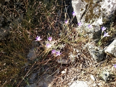 Brodiaea elegans elegans