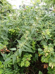 Urtica dioica