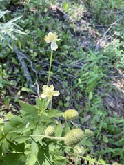 Anemone virginiana