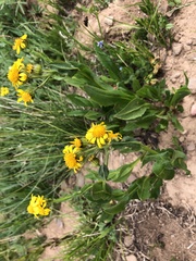 Senecio crassulus
