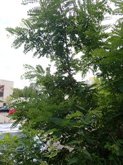 Robinia pseudoacacia