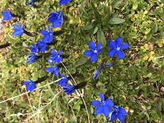Gentiana bavarica subacaulis