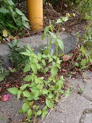 Galinsoga parviflora