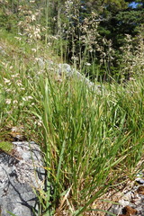 Poa palustris