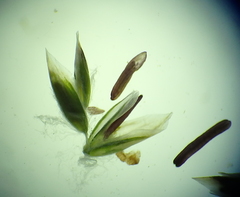 Poa palustris