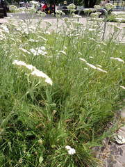 Achillea millefolium