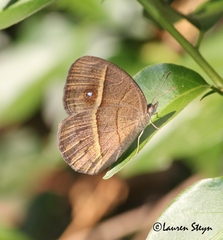 Brakefieldia perspicua
