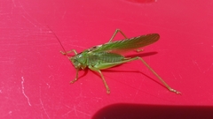 Tettigonia viridissima