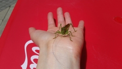 Tettigonia viridissima