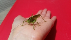 Tettigonia viridissima