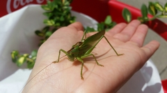 Tettigonia viridissima