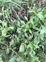 Vaccinium tenellum