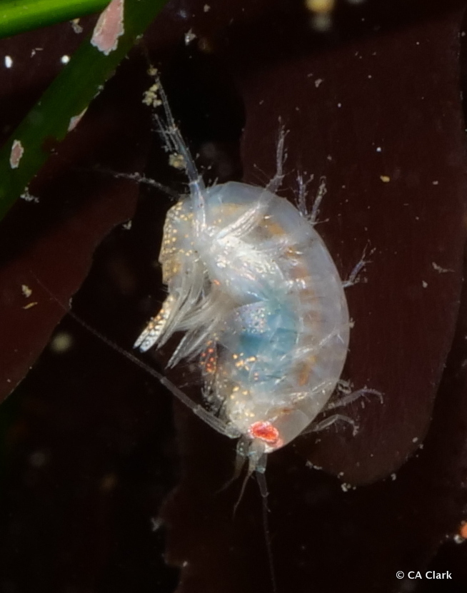Megaluropidae